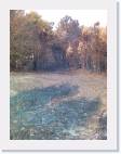 bosque quemado 4